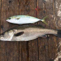 由良海上釣り堀 海人 釣果