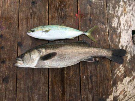 由良海上釣り堀 海人 釣果