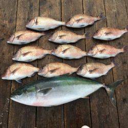 由良海上釣り堀 海人 釣果