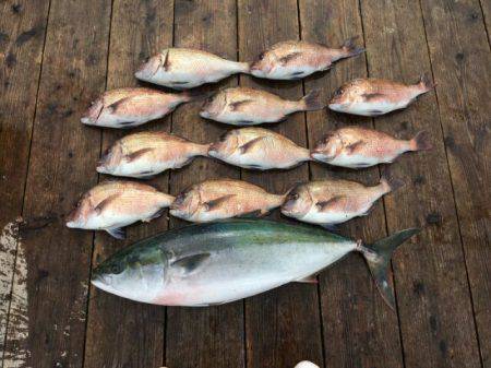 由良海上釣り堀 海人 釣果