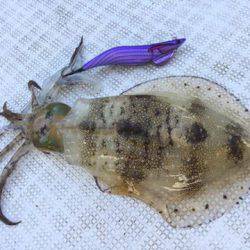 Fisherman Dreams DI 釣果