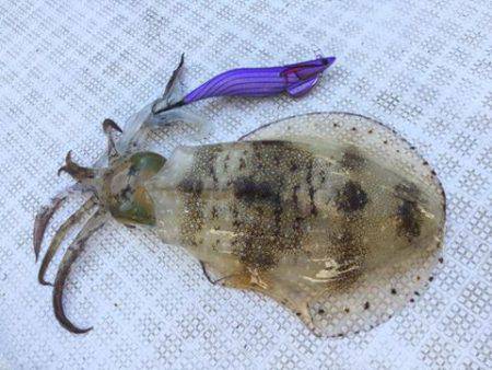 Fisherman Dreams DI 釣…