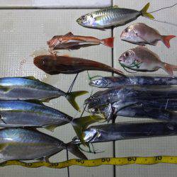 Hit Rush(ヒット ラッシュ） 釣果