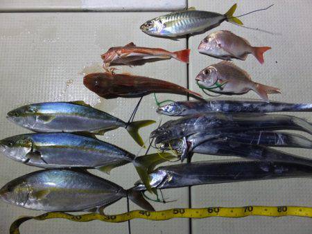 Hit Rush(ヒット ラッシュ） 釣果…