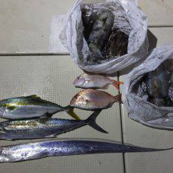 Hit Rush(ヒット ラッシュ) 釣果