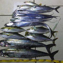 Hit Rush(ヒット ラッシュ） 釣果