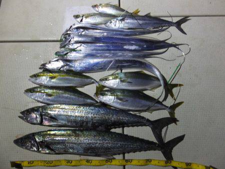 Hit Rush(ヒット ラッシュ） 釣果…