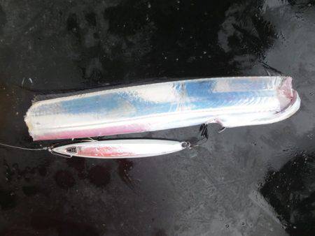 Hit Rush(ヒット ラッシュ) 釣果