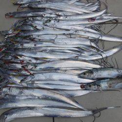 Hit Rush(ヒット ラッシュ) 釣果