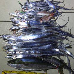 Hit Rush(ヒット ラッシュ) 釣果