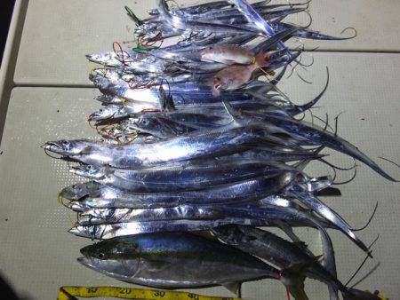 Hit Rush(ヒット ラッシュ) 釣果