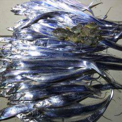 Hit Rush(ヒット ラッシュ） 釣果