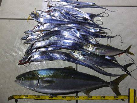 Hit Rush(ヒット ラッシュ） 釣果…