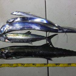 Hit Rush(ヒット ラッシュ） 釣果