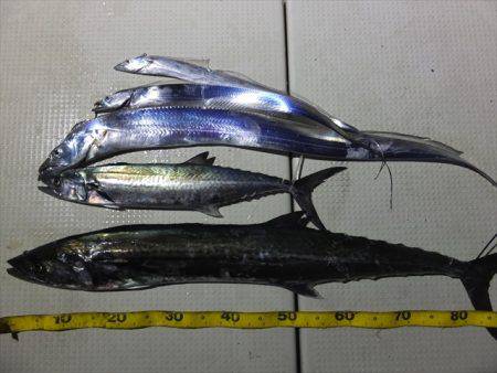 Hit Rush(ヒット ラッシュ） 釣果…