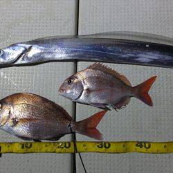 Hit Rush(ヒット ラッシュ) 釣果