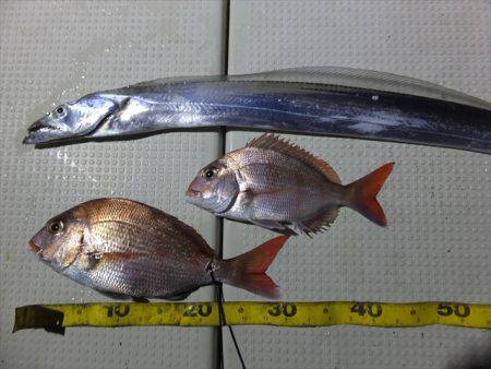 Hit Rush(ヒット ラッシュ） 釣果…