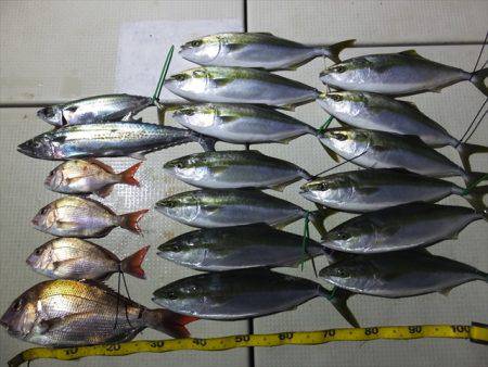 Hit Rush(ヒット ラッシュ） 釣果…