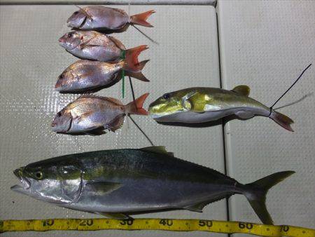 Hit Rush(ヒット ラッシュ） 釣果…