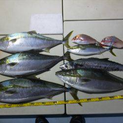 Hit Rush(ヒット ラッシュ) 釣果