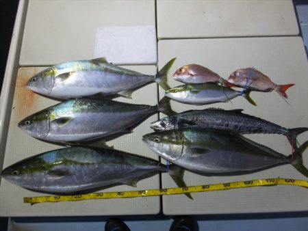 Hit Rush(ヒット ラッシュ) 釣果