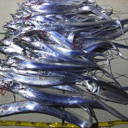 Hit Rush(ヒット ラッシュ) 釣果