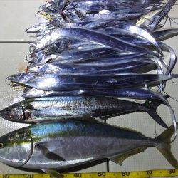 Hit Rush(ヒット ラッシュ) 釣果