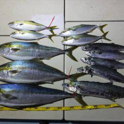 Hit Rush(ヒット ラッシュ） 釣果