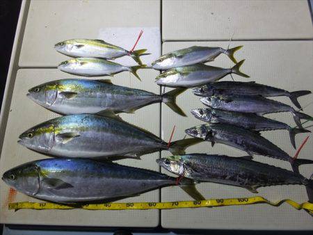 Hit Rush(ヒット ラッシュ） 釣果