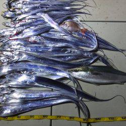 Hit Rush(ヒット ラッシュ） 釣果