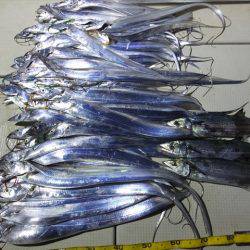 Hit Rush(ヒット ラッシュ) 釣果