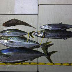 Hit Rush(ヒット ラッシュ) 釣果