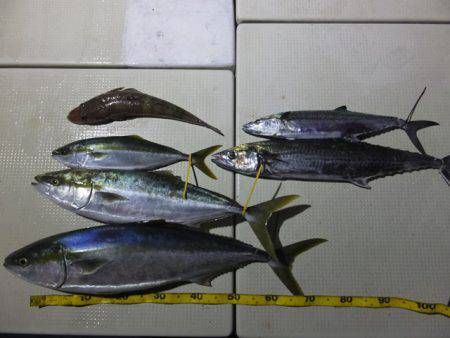 Hit Rush(ヒット ラッシュ) 釣果