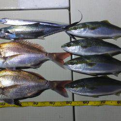 Hit Rush(ヒット ラッシュ) 釣果