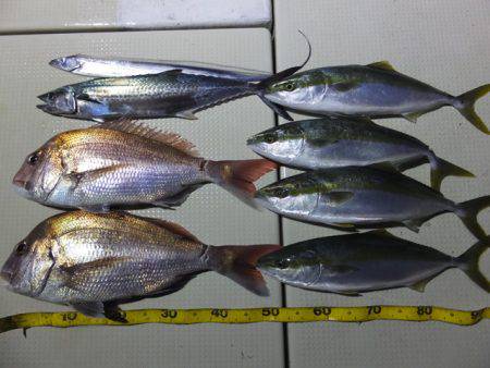 Hit Rush(ヒット ラッシュ） 釣果…