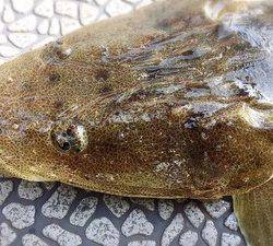 YELLOW-TAIL　イエローテール 釣果