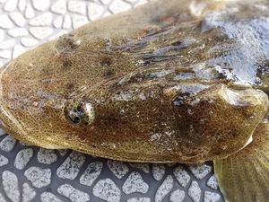 YELLOW-TAIL　イエローテール 釣果