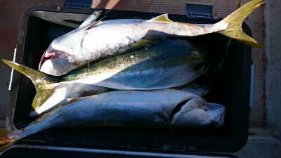 IDATEN(イダテン) 釣果