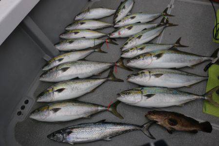 へいみつ丸 釣果