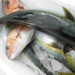 こうゆう丸 釣果