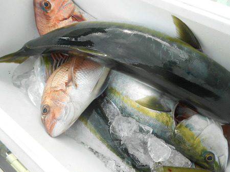 こうゆう丸 釣果