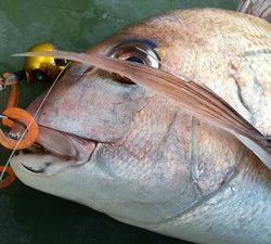 YELLOW-TAIL イエローテール 釣果