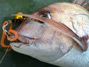 YELLOW-TAIL イエローテール 釣果