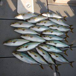 sea boss　シーボス 釣果