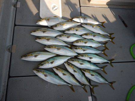 sea boss　シーボス 釣果