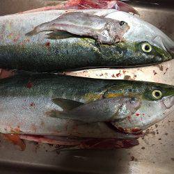 sea boss シーボス 釣果