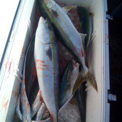 ファイヤードルフィン 釣果