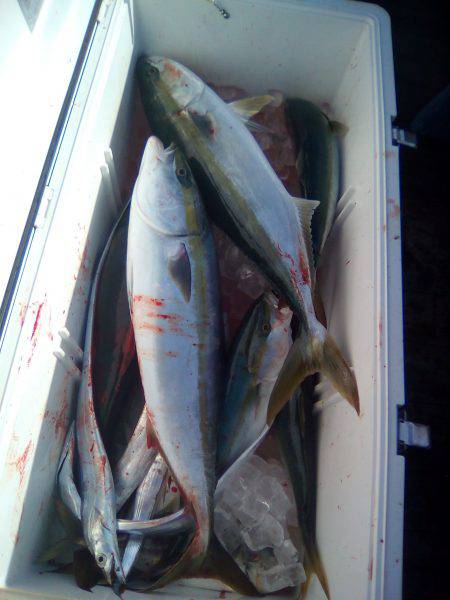 ファイヤードルフィン 釣果