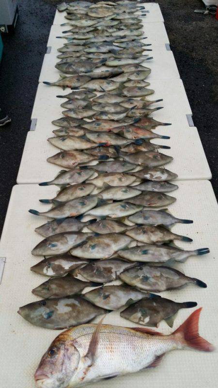 オーフリー 釣果