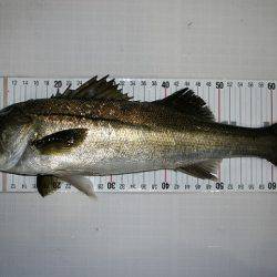 フルコンタクト 釣果